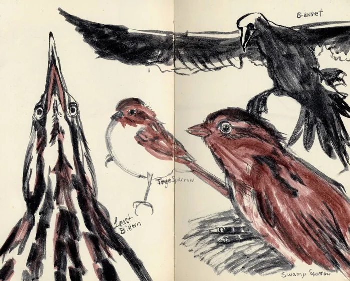 Sketchbook spread with flying and perched birds in black and reddish ink.