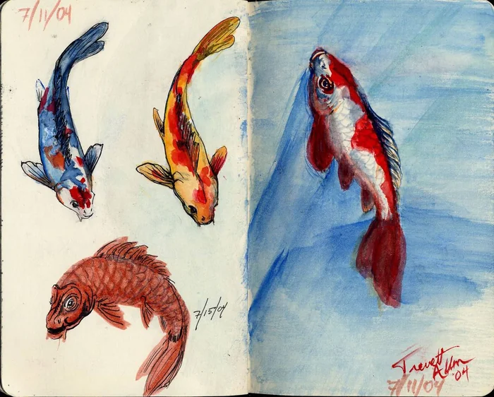 Four colorful koi studies beside a broad blue wash.